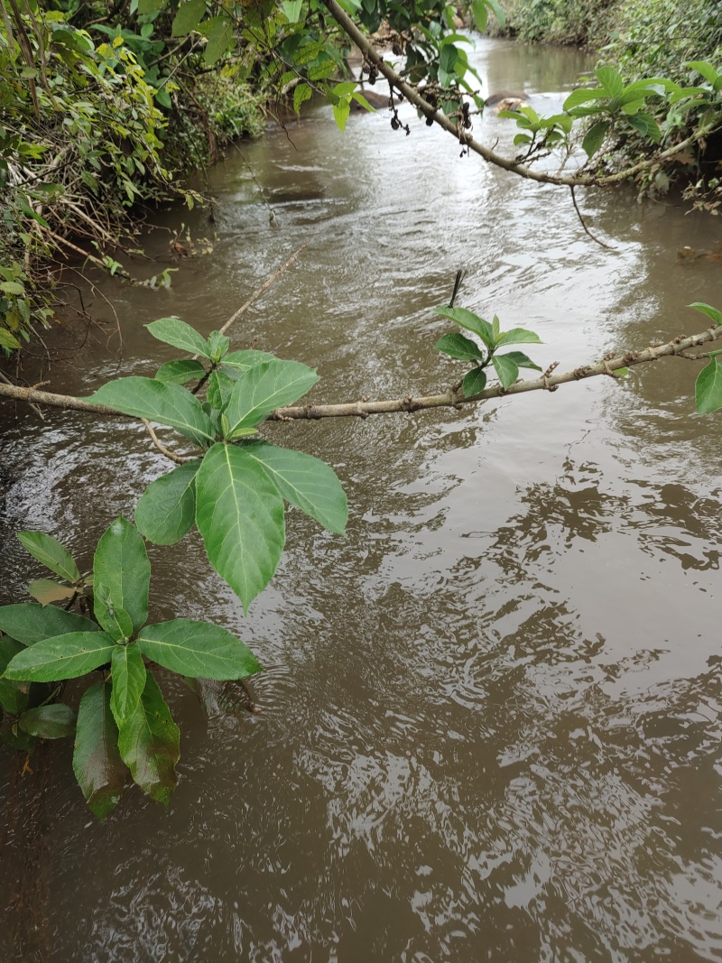广东野生***山坑螺食用溪流清水螺黑壳长鲜活