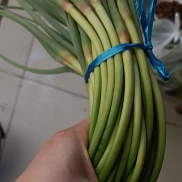 优质红帽