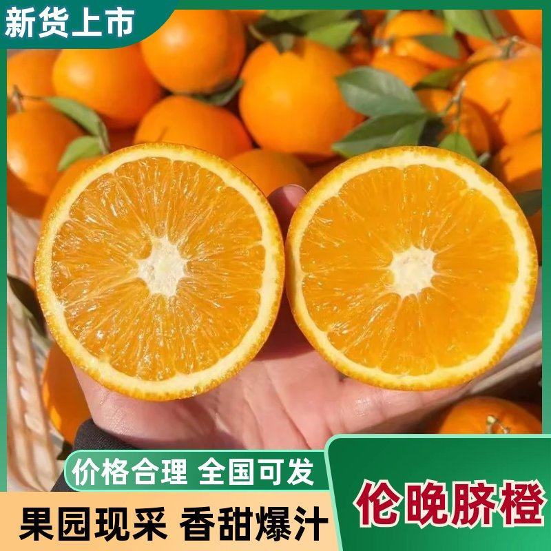 【实力商家】精品伦晚脐橙皮薄多汁产地直发代发全国
