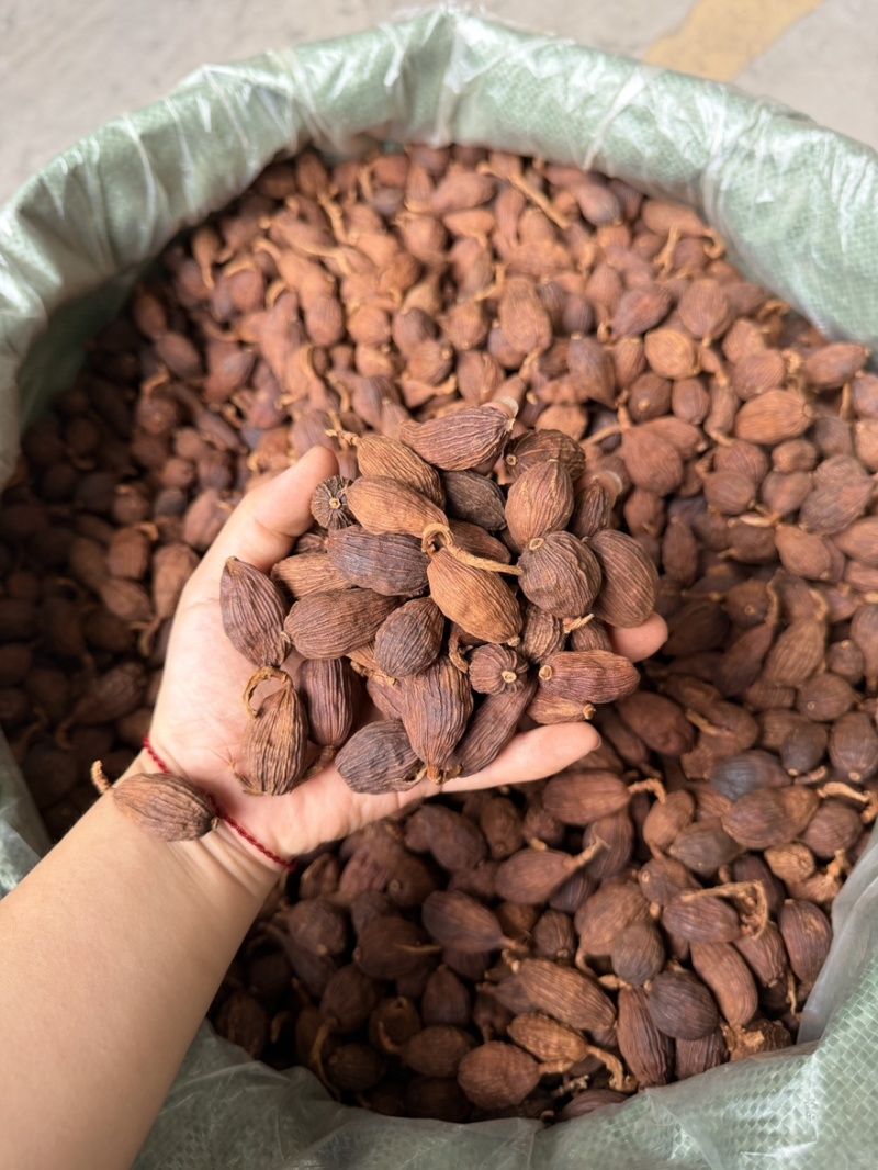云南草果，新货颜色好，一手货源