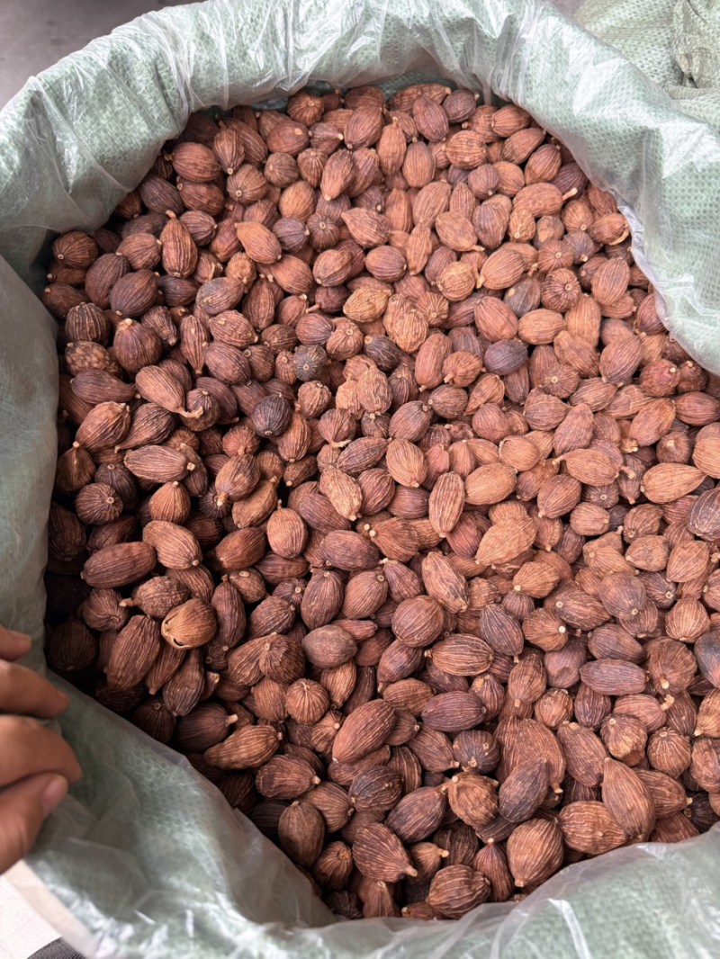 云南草果，新货颜色好，一手货源