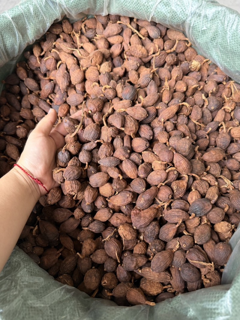 云南草果，新货颜色好，一手货源