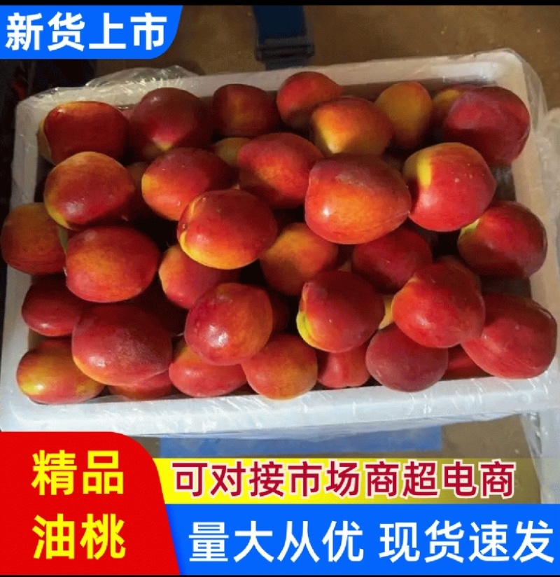 山东冠县现摘中油油桃当季水果大量供应