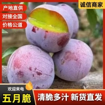 【实力商家】脆红李大量上市口感纯甜大量接单品质保证