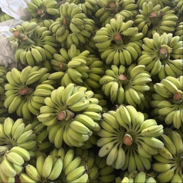 苹果蕉一件代发源头产地直发日发2万斤➕能力