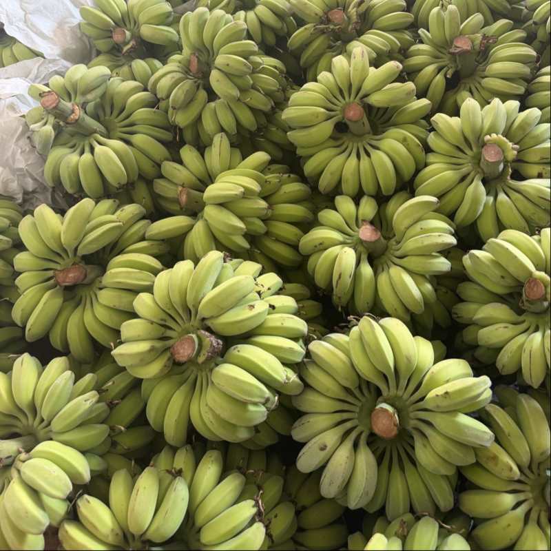 苹果蕉一件代发源头产地直发日发2万斤➕能力