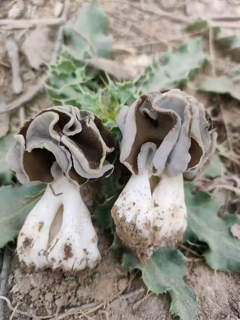 精品野生胡杨胡干货质量保证量大从优质量保证欢迎咨询