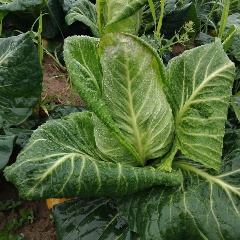 【推荐】牛心菜牛心甘蓝产地一手货源品质保障对接全国