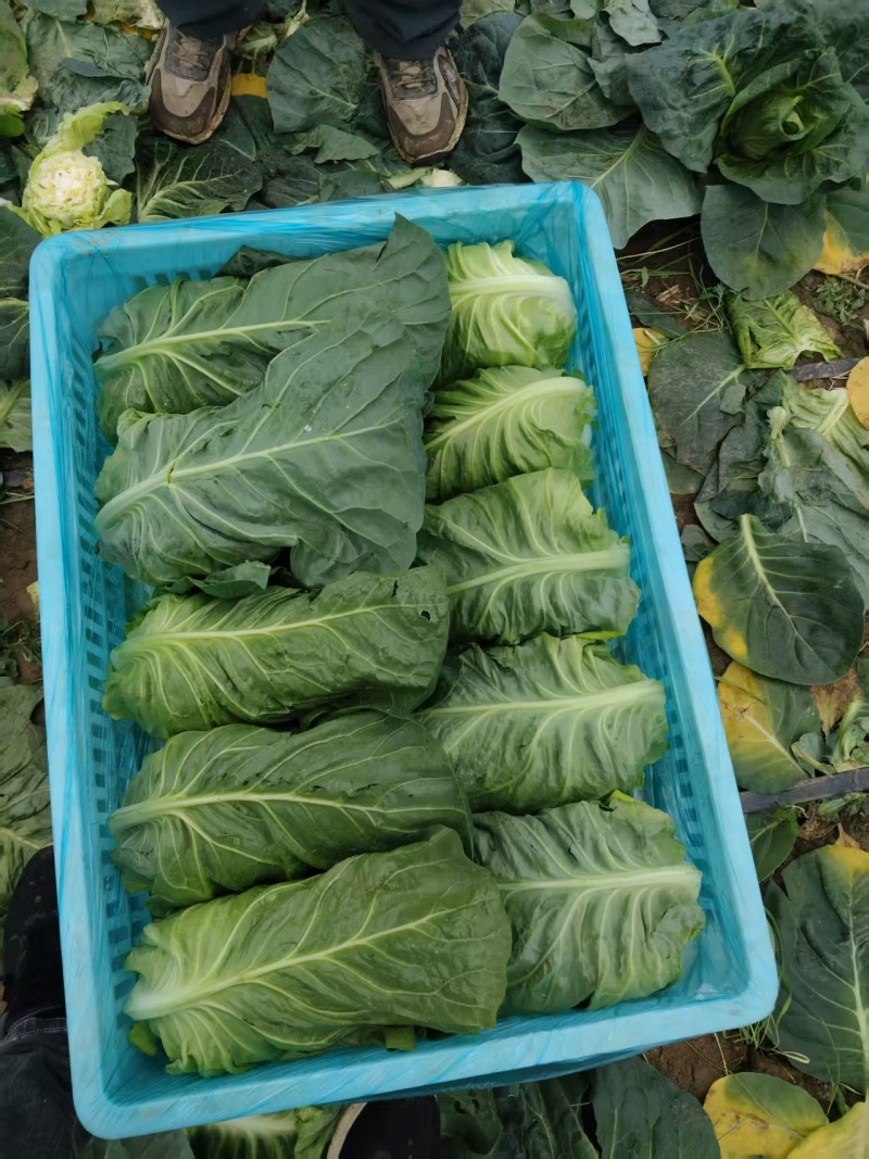 【推荐】牛心菜牛心甘蓝产地一手货源品质保障对接全国