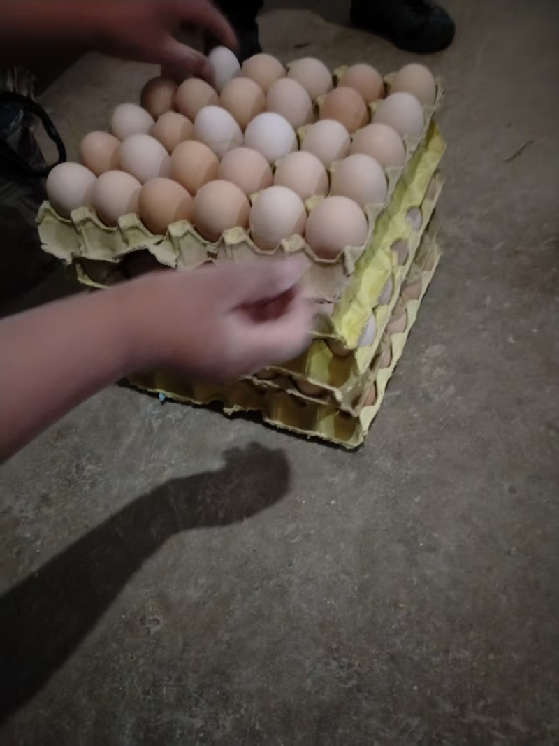 双黄乌鸡蛋产地直发价格优惠质量保证