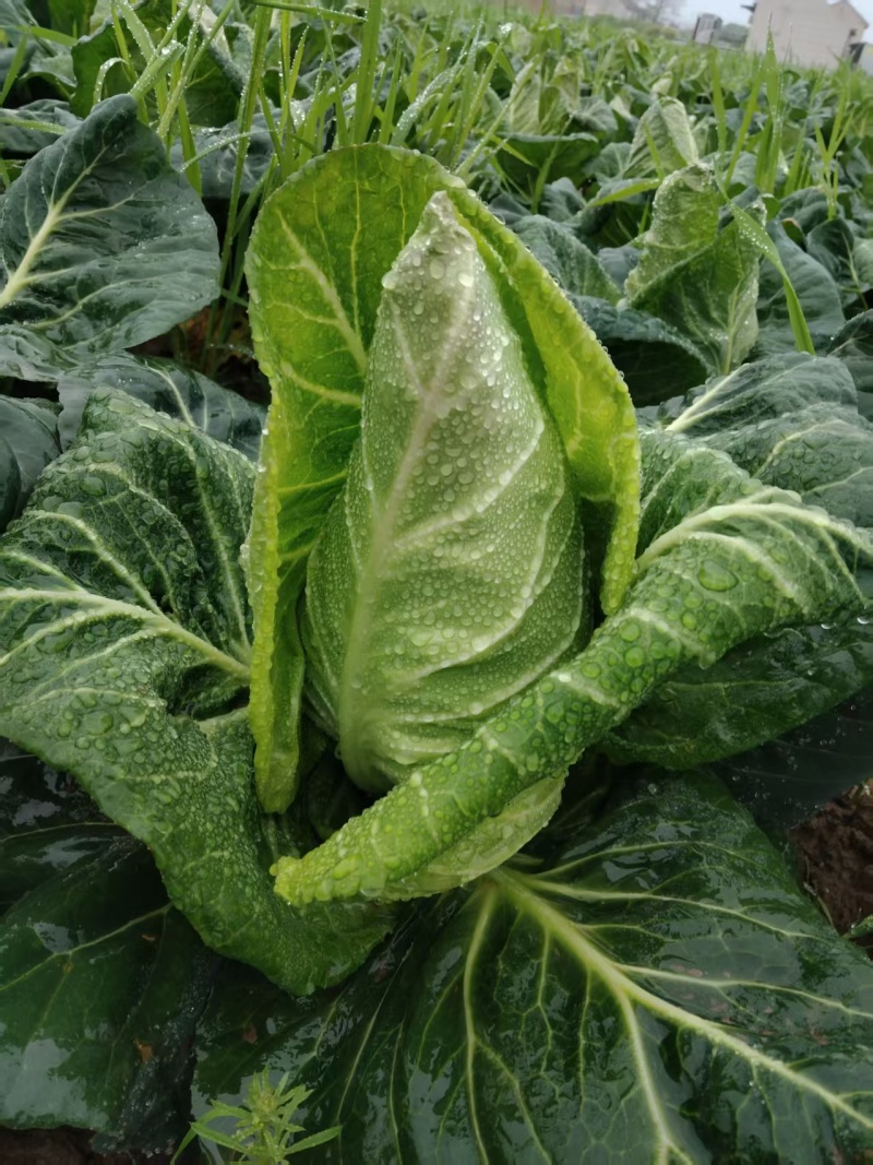 【推荐】牛心菜牛心甘蓝产地一手货源品质保障对接全国