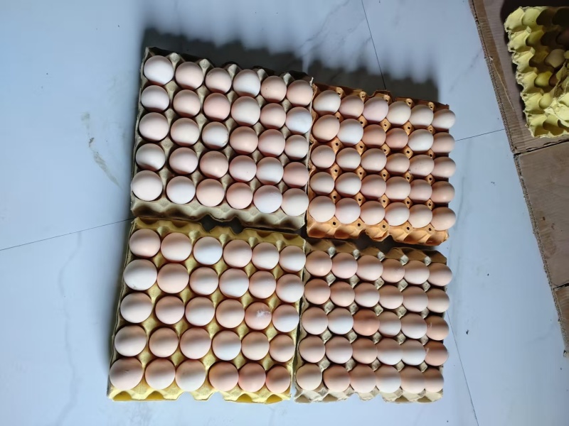 双黄乌鸡蛋产地直发价格优惠质量保证