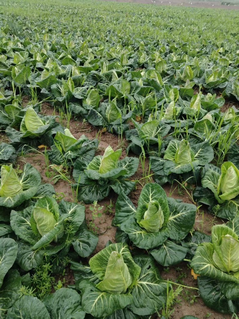 【推荐】牛心菜牛心甘蓝产地一手货源品质保障对接全国