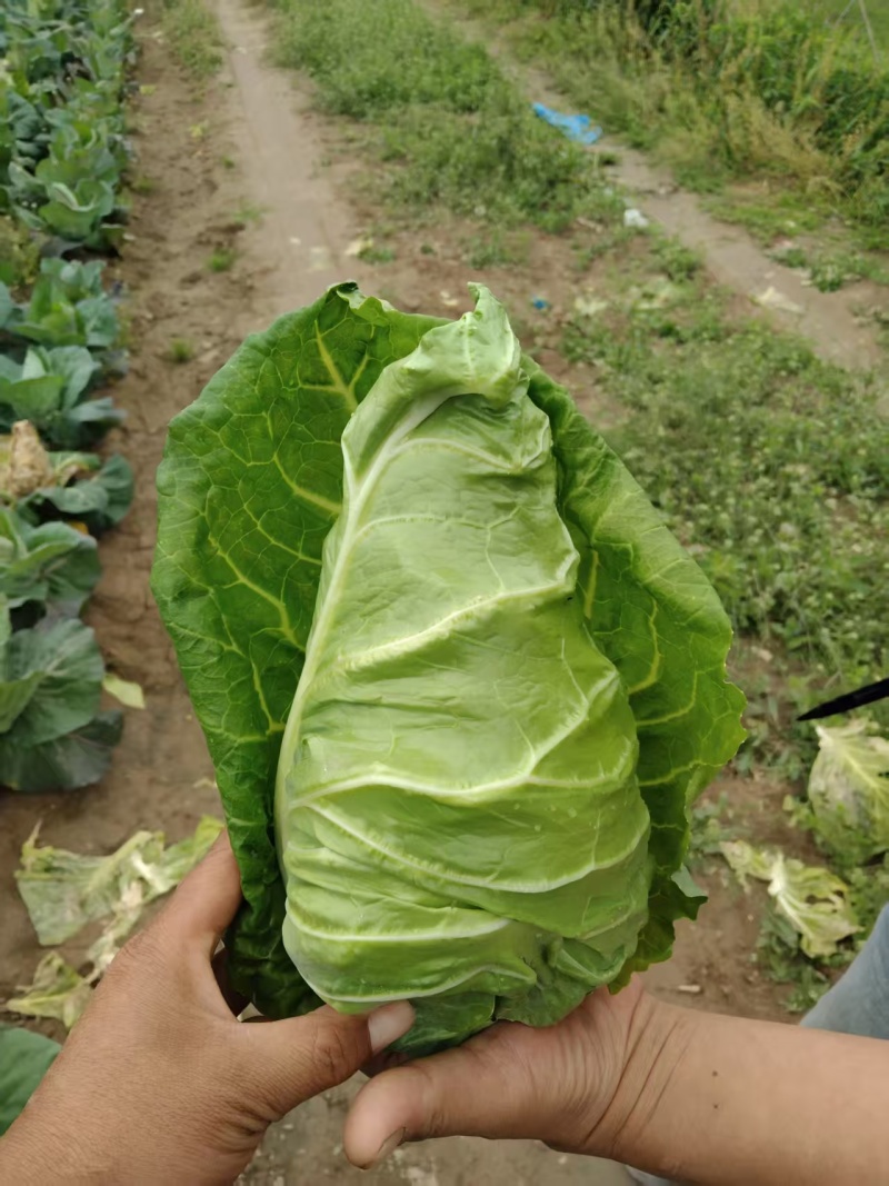 【推荐】牛心菜牛心甘蓝产地一手货源品质保障对接全国