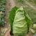【推荐】牛心菜牛心甘蓝产地一手货源品质保障对接全国