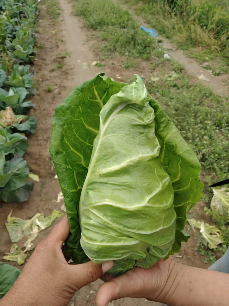 【推荐】牛心菜牛心甘蓝产地一手货源品质保障对接全国