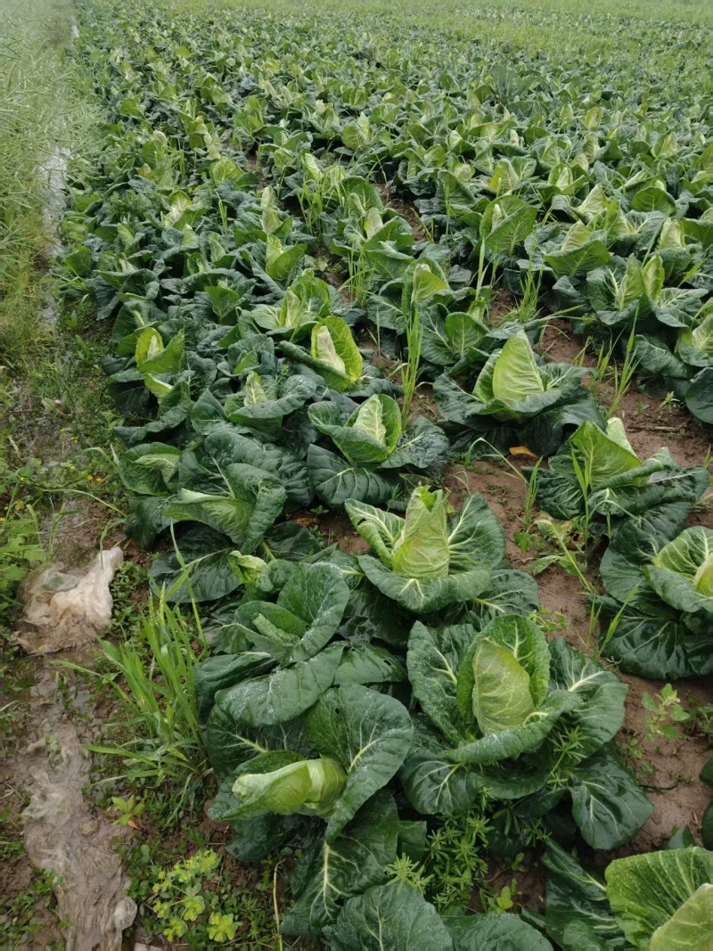 【推荐】牛心菜牛心甘蓝产地一手货源品质保障对接全国