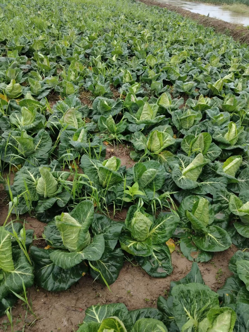 【推荐】牛心菜牛心甘蓝产地一手货源品质保障对接全国