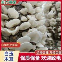 白玉木耳干货批发山东鱼台县产地直供一手货源无中间商
