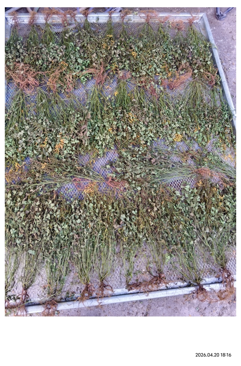 岩黄连干货多根多花今年新货量大价优