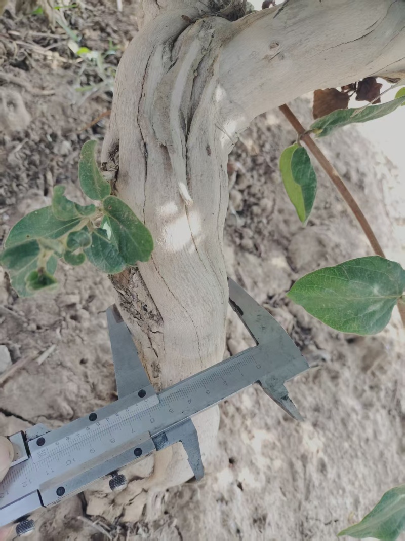6年金银花老桩