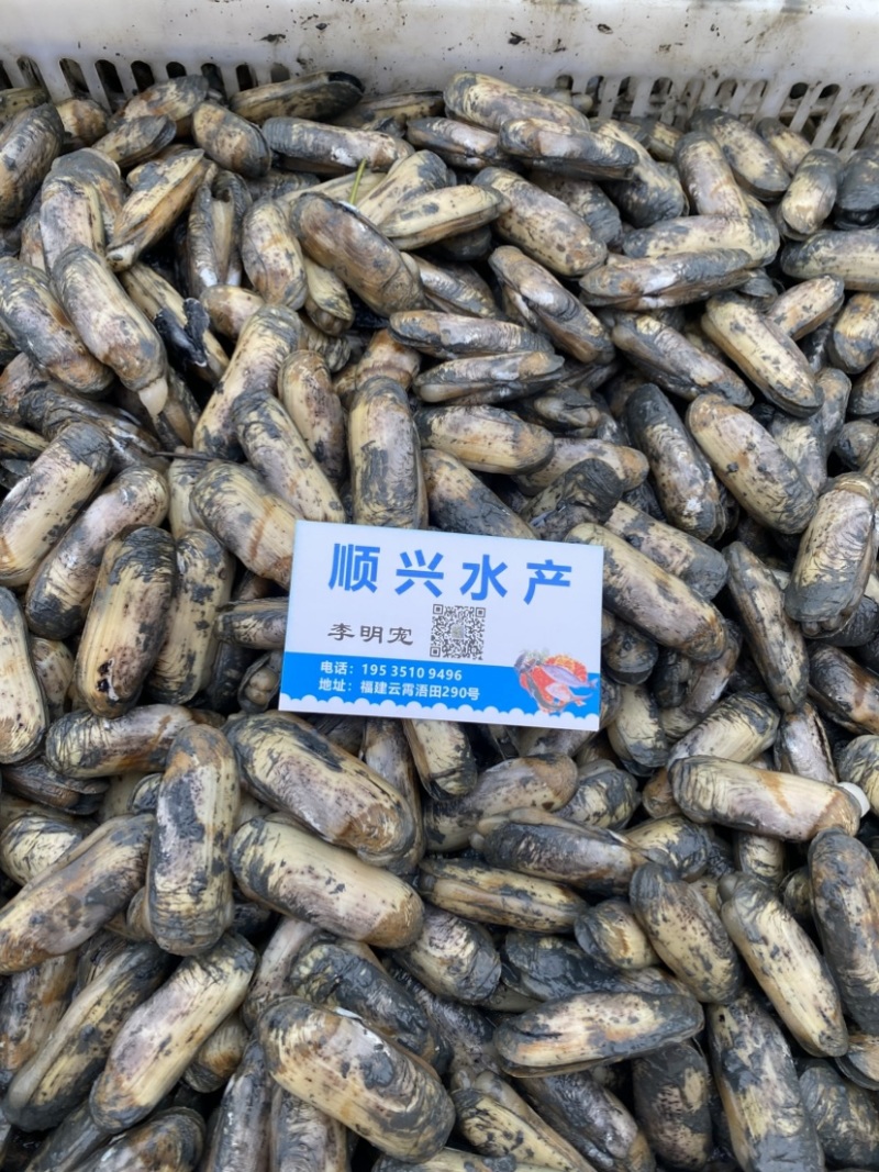 蛏子批发