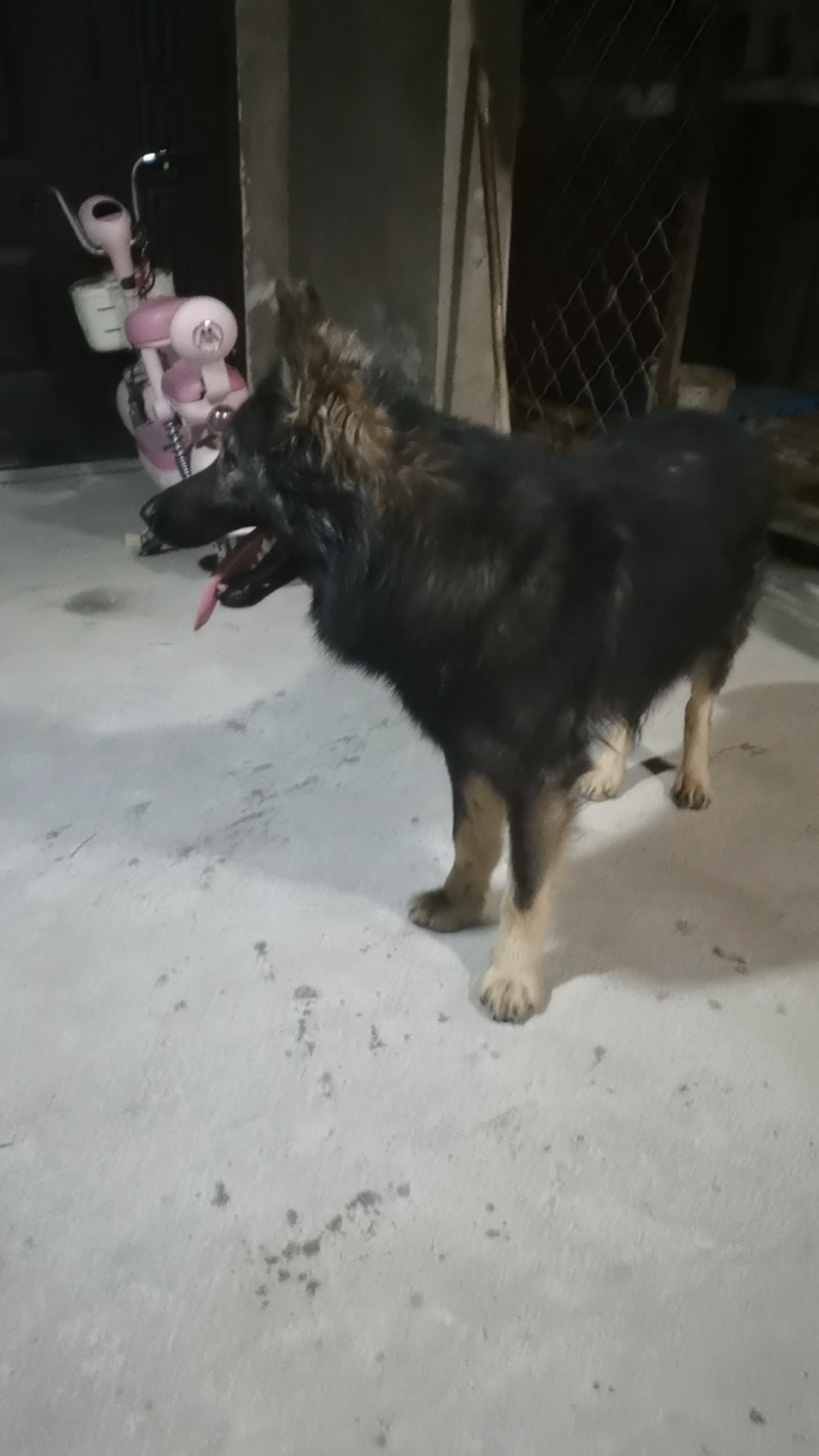狼毛青