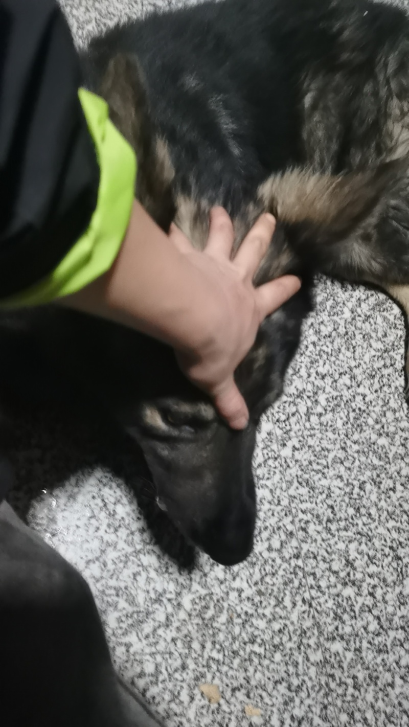 狼毛青
