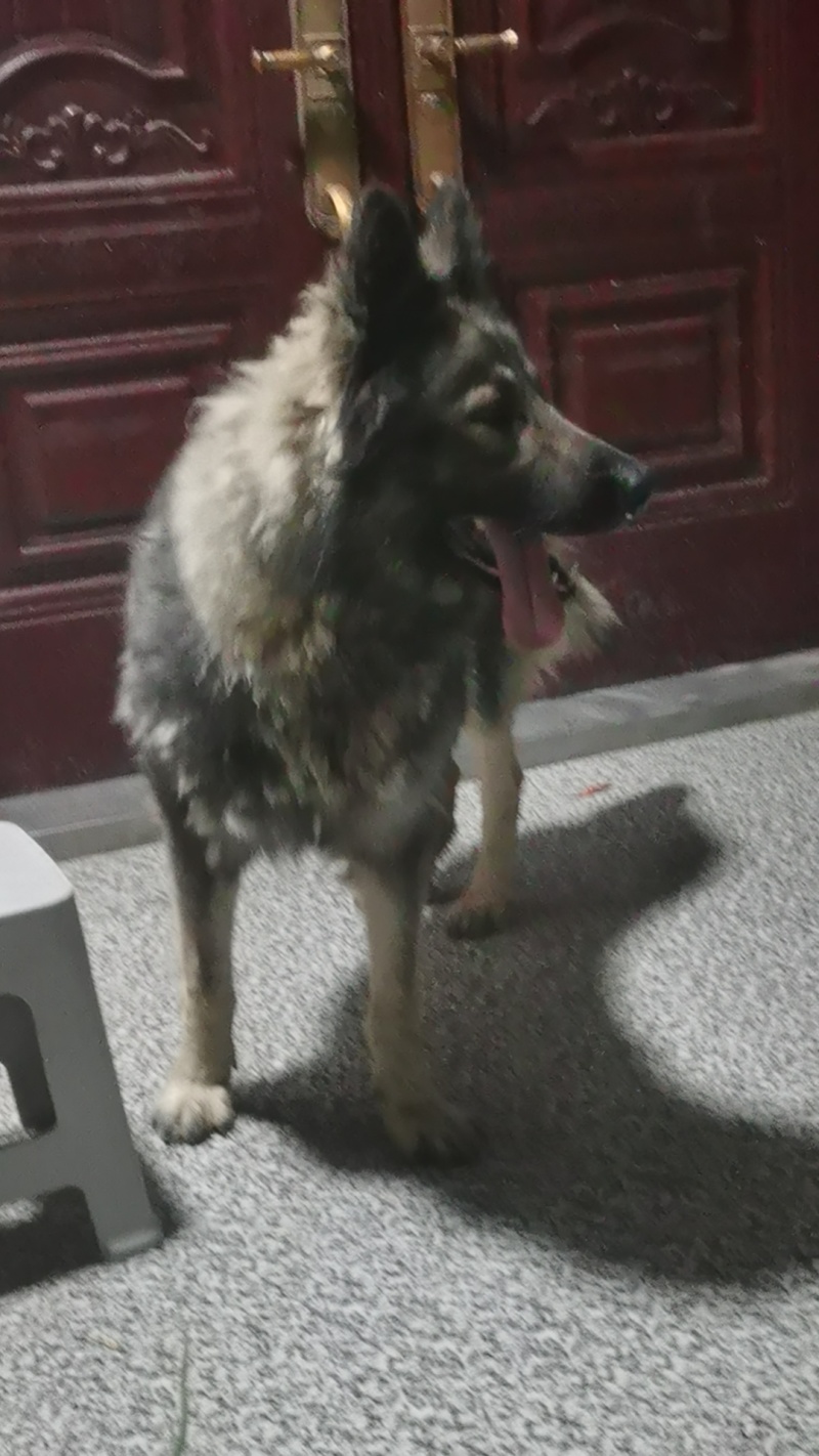 狼毛青