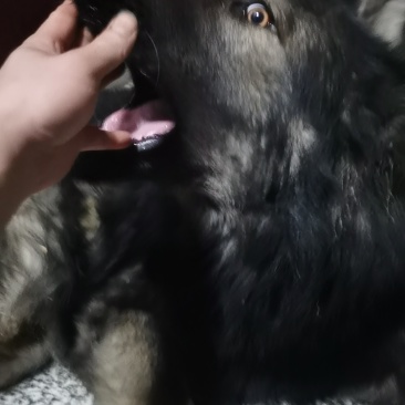 狼毛青
