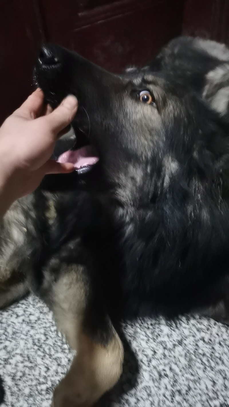 狼毛青
