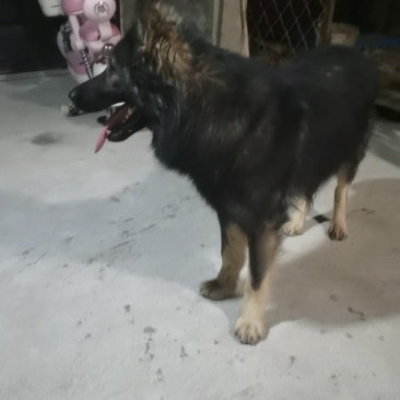 狼毛青
