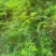 太行山野生山韭菜