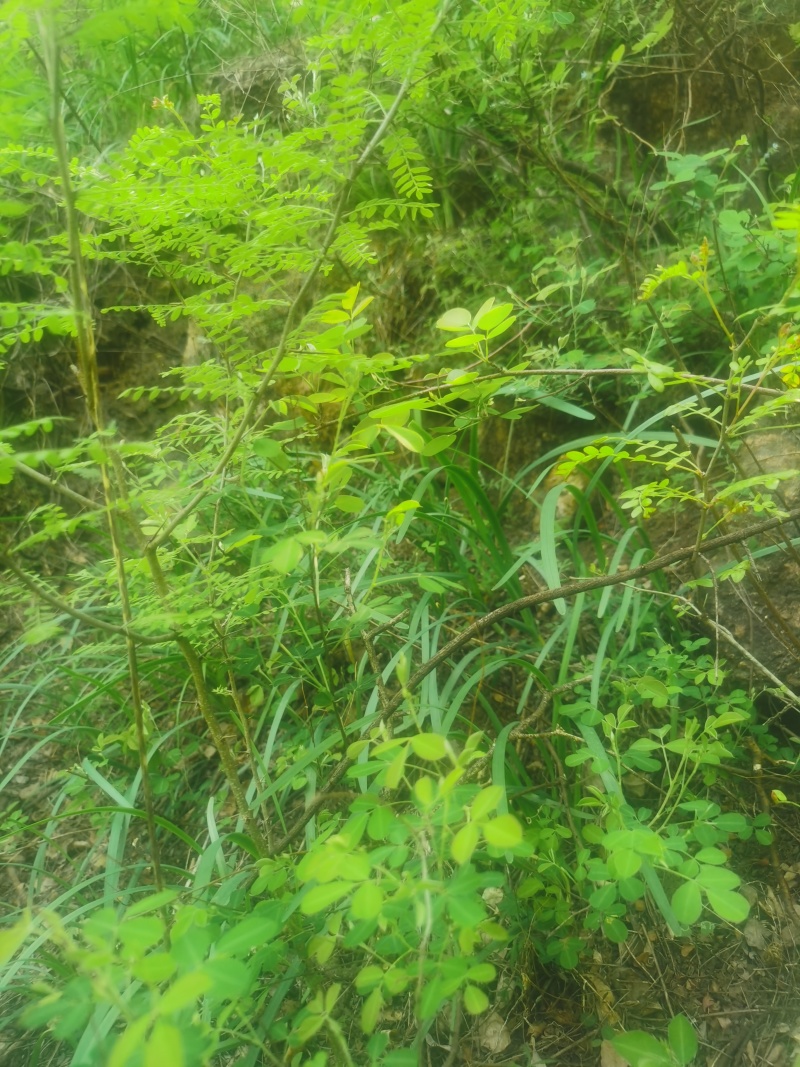 太行山野生山韭菜