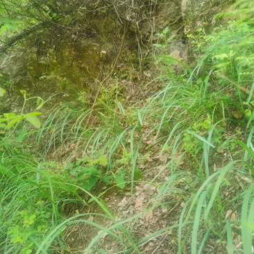 太行山野生山韭菜