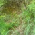 太行山野生山韭菜