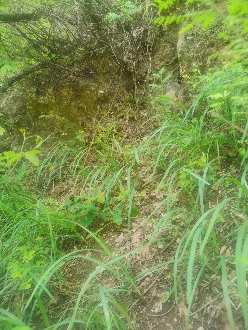 太行山野生山韭菜