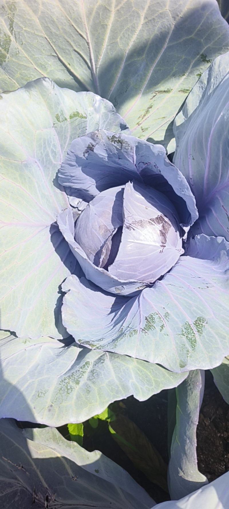 【基地种植】河北紫甘蓝/紫包菜/规格标准可供全国电商超市