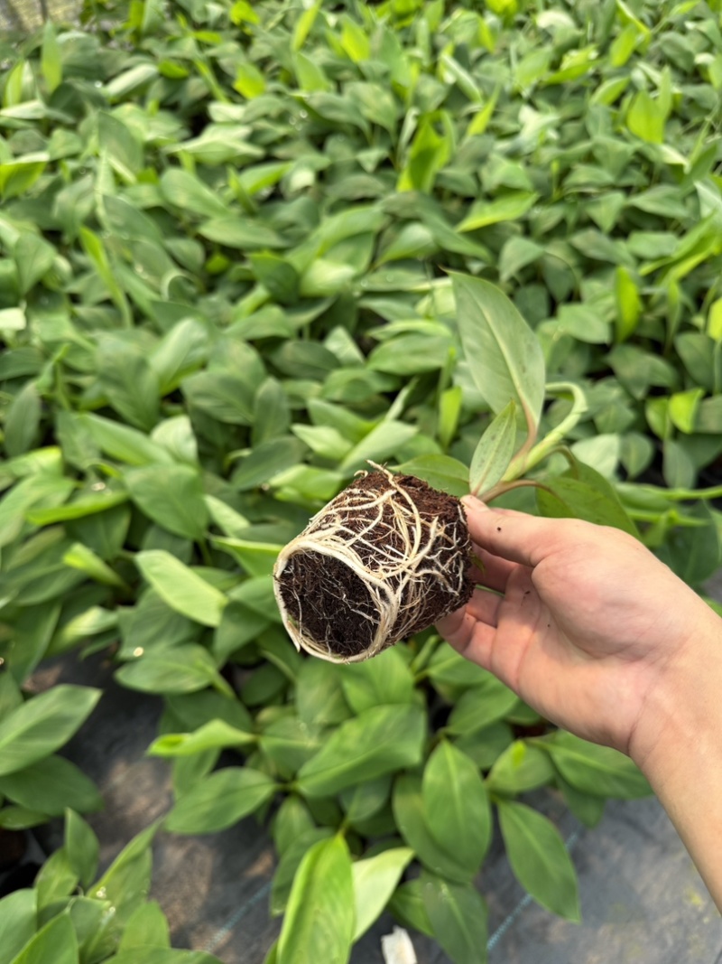 红香蕉苗，南洋红香蕉苗适合南方种植
