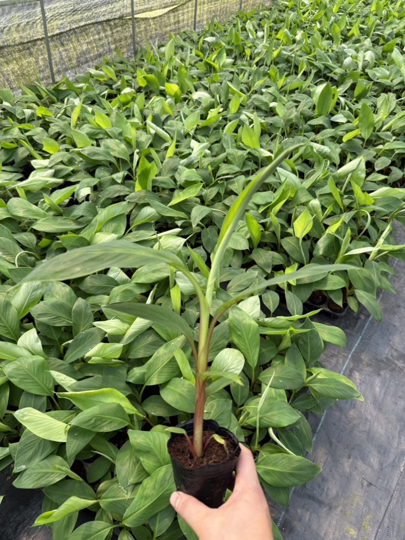 红香蕉苗，南洋红香蕉苗适合南方种植