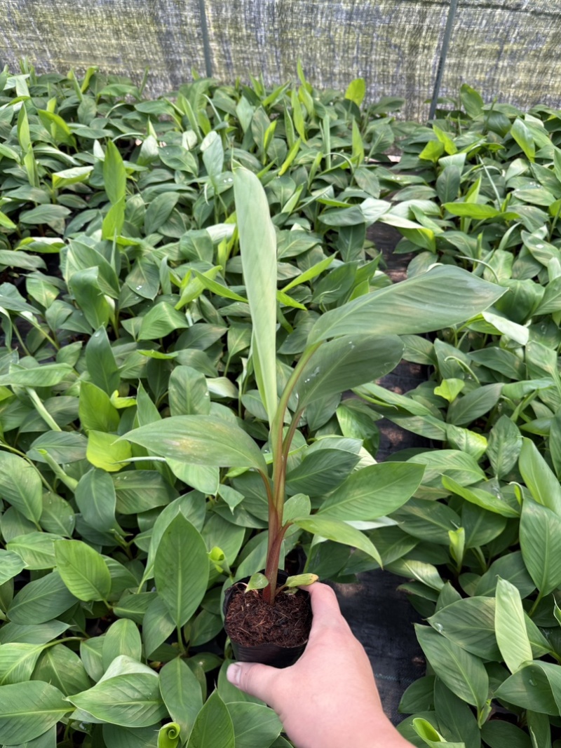 红香蕉苗，南洋红香蕉苗适合南方种植