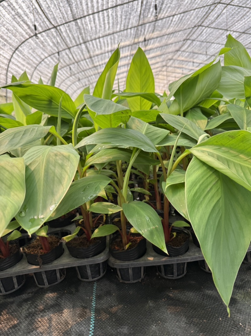 红香蕉苗，南洋红香蕉苗适合南方种植