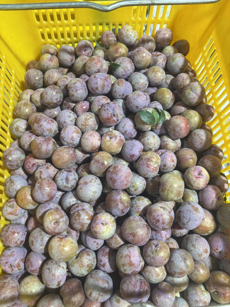 《精品》八宝丹/五月脆/红宝石/味碲李子大量供应产地直发