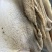 半成品牛肚