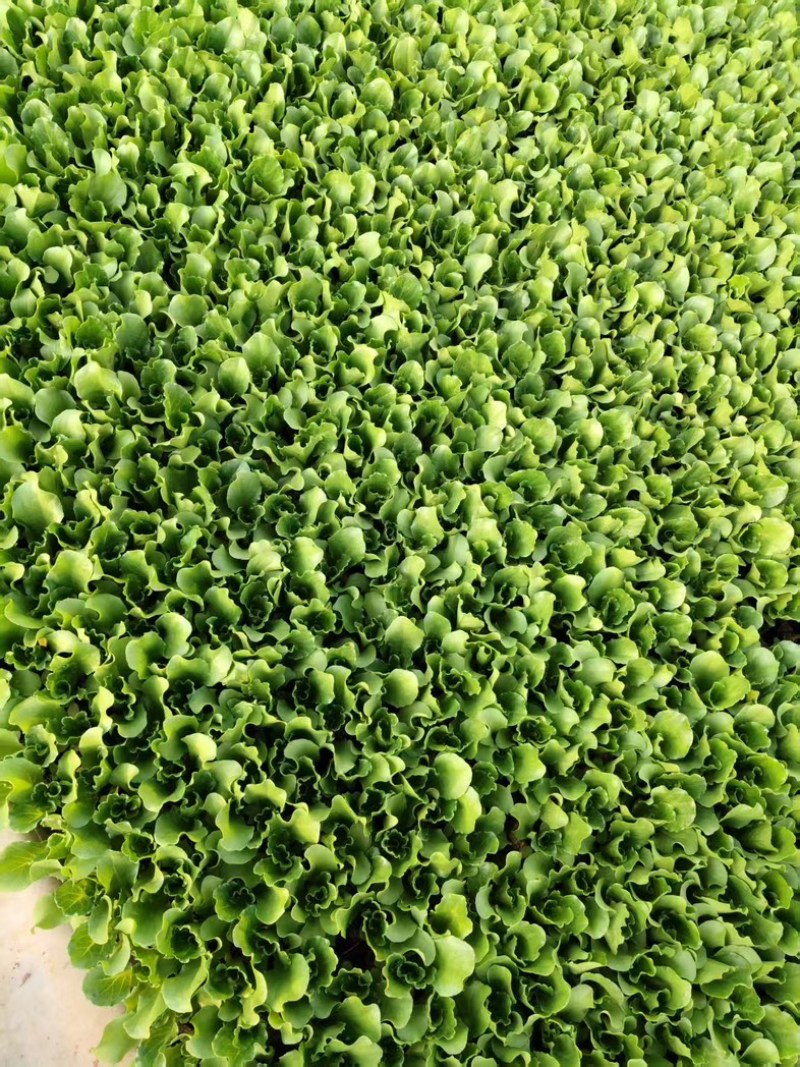 意大利生菜苗/基地直发/货源充足/欢迎选购/大量有货