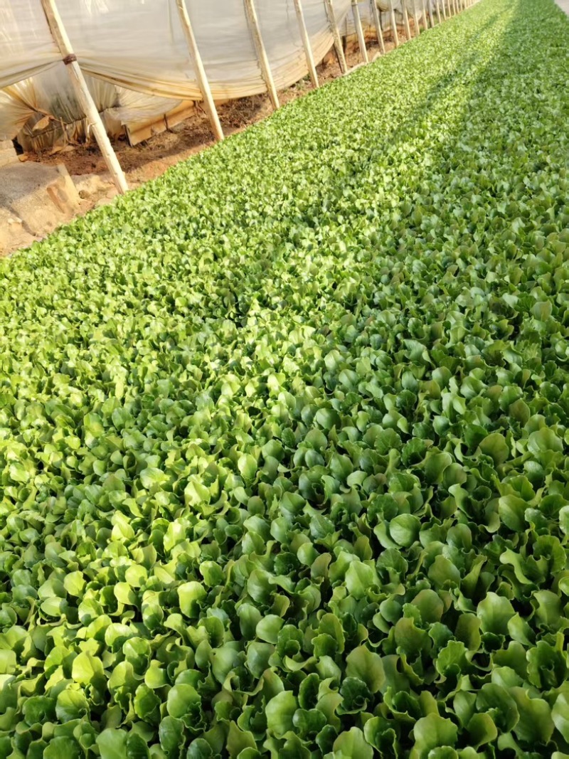意大利生菜苗/基地直发/货源充足/欢迎选购/大量有货