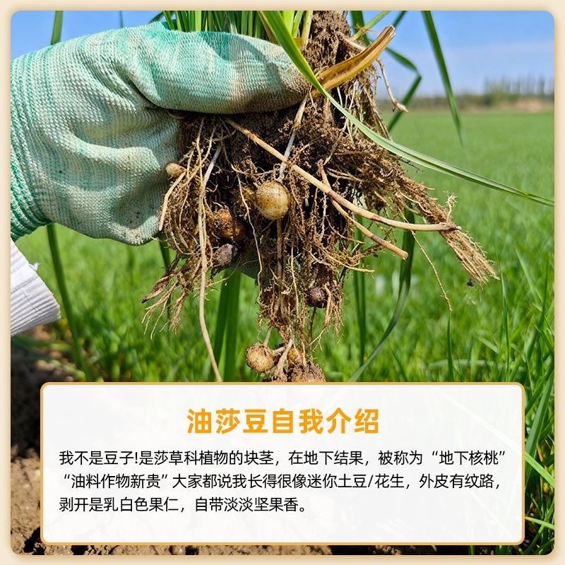 油莎豆，新疆油莎豆，沙漠核桃，油莎豆，虎皮豆，虎皮坚果。