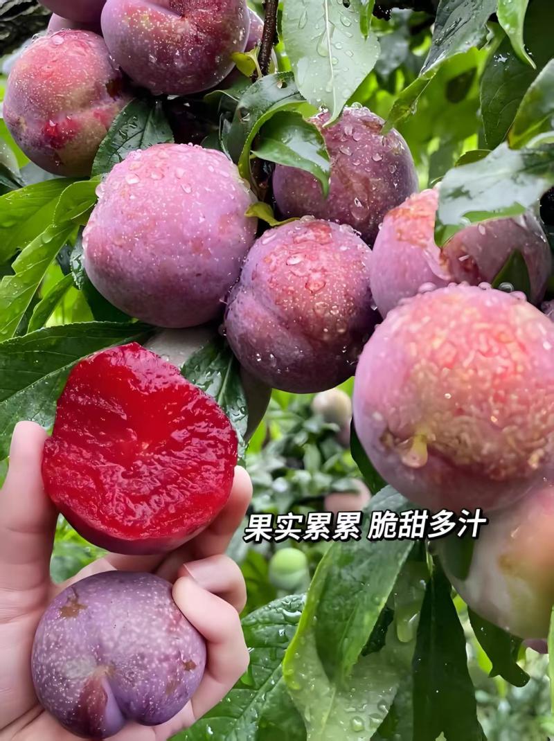 《推荐》八宝丹/五月脆/红宝石/味碲李子大量供应需要联系