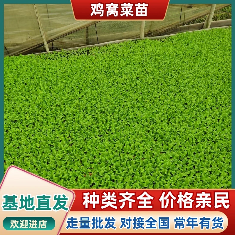 鸡窝菜苗/基地直发/货源充足/云南昆明产区直发
