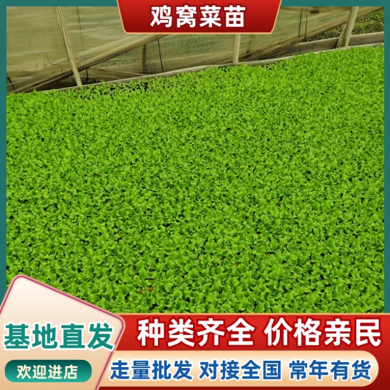 鸡窝菜苗/基地直发/货源充足/云南昆明产区直发